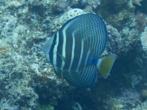 Desjardin's sailfin tang (Zebrasoma velifer) — Acanthuridae — 4