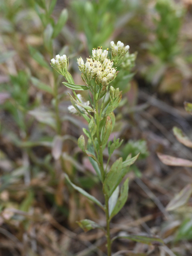 Sericocarpus rigidus