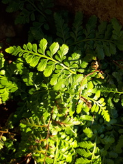 Asplenium billotii