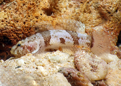 Pacific Goby photo 1