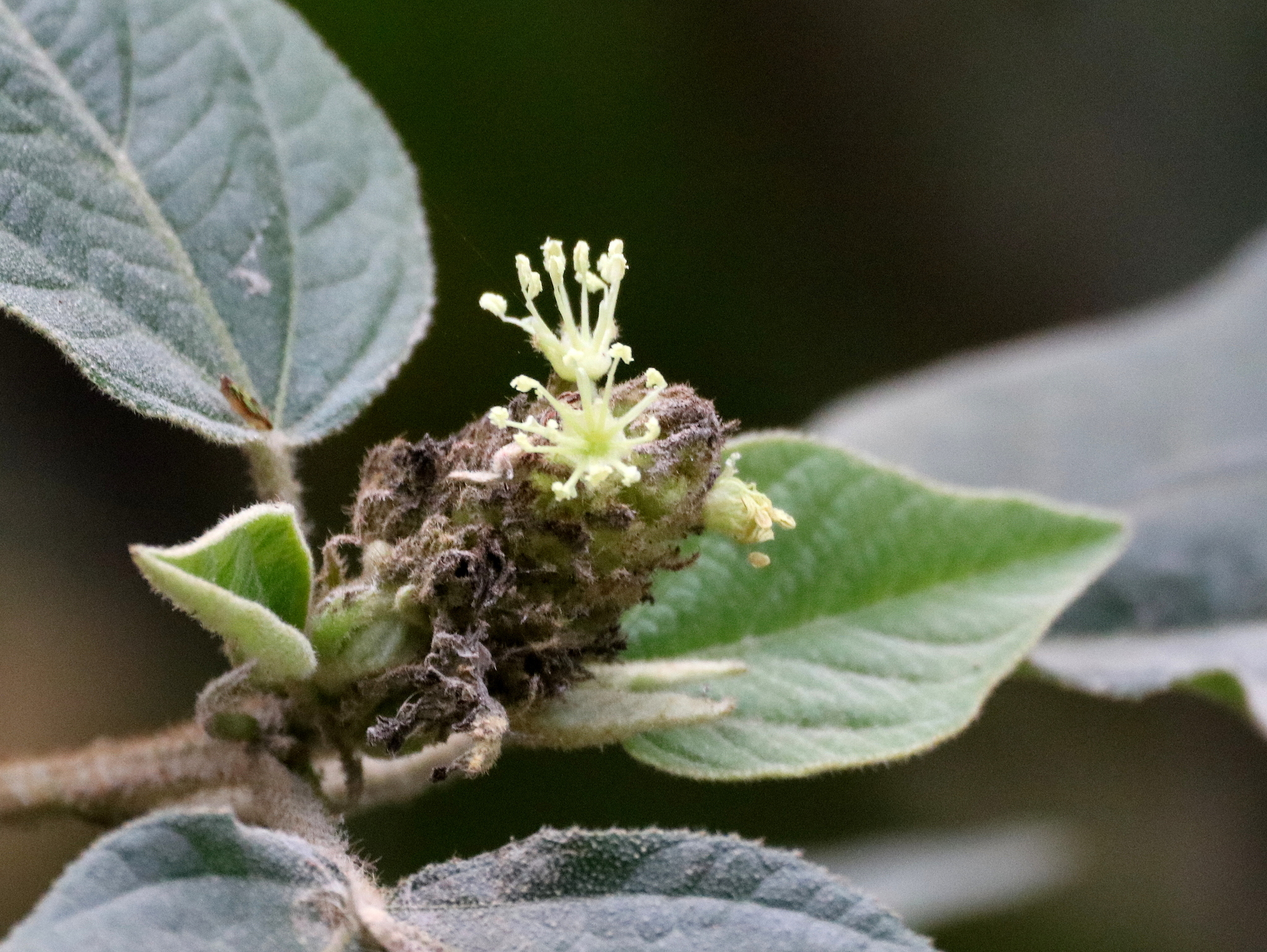 Croton triqueter