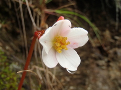 Begonia veitchii
