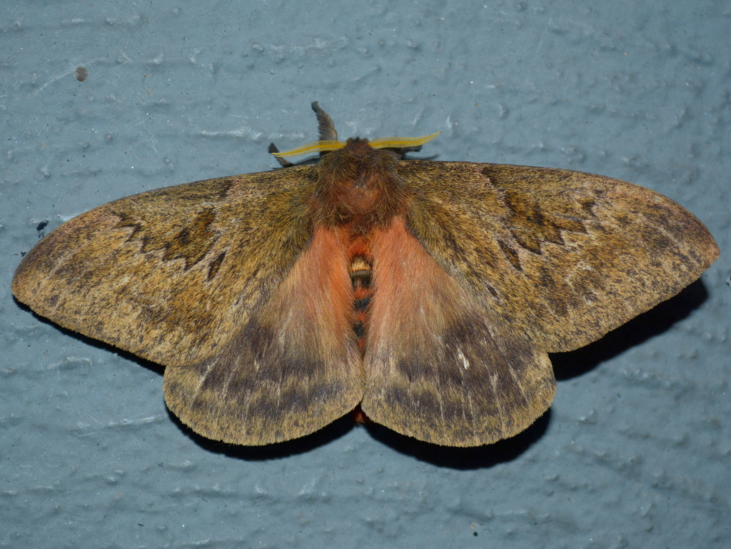 Dirphia muscosa
