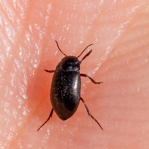 Hydroporus morio