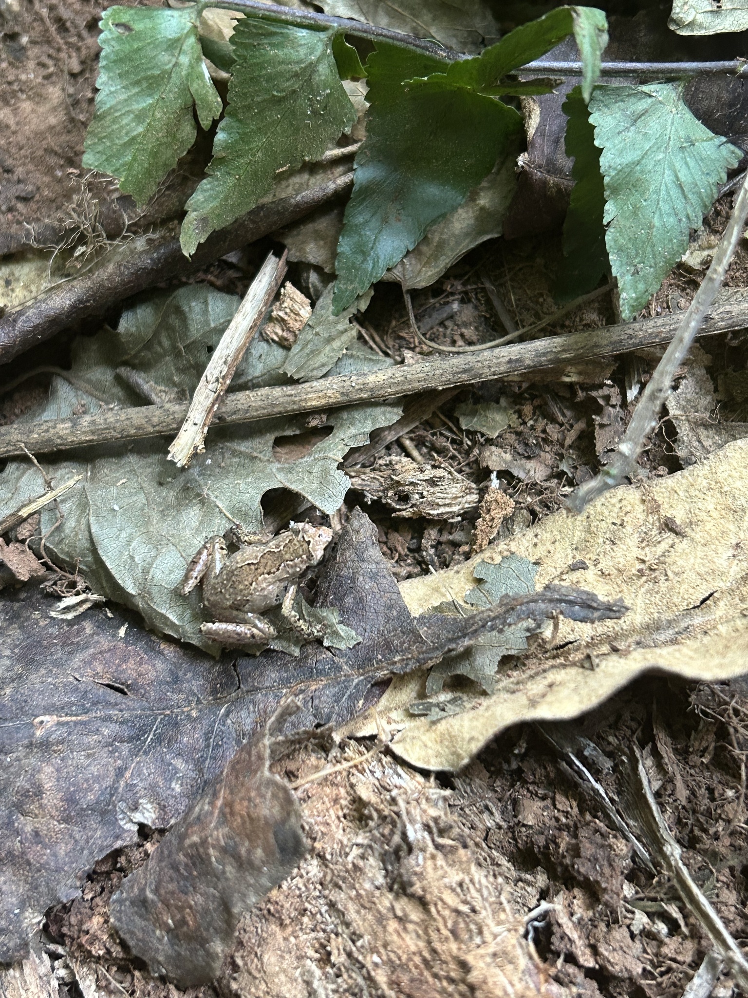 Kivu Dwarf Litter Frog photo 2