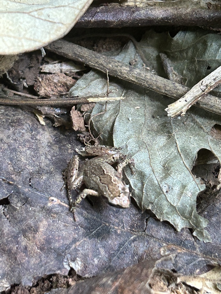 Kivu Dwarf Litter Frog