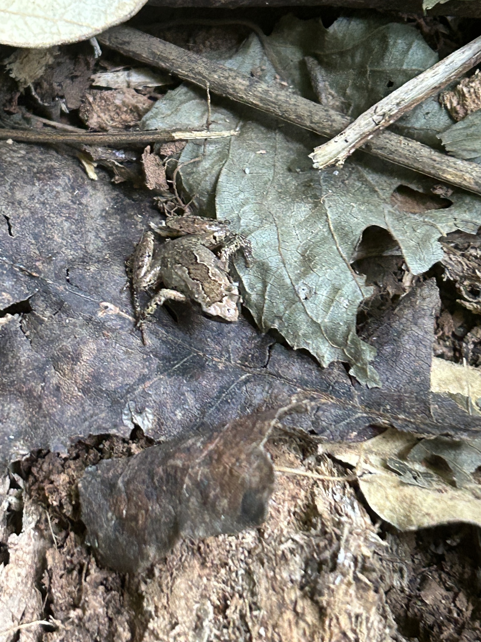 Kivu Dwarf Litter Frog photo 4