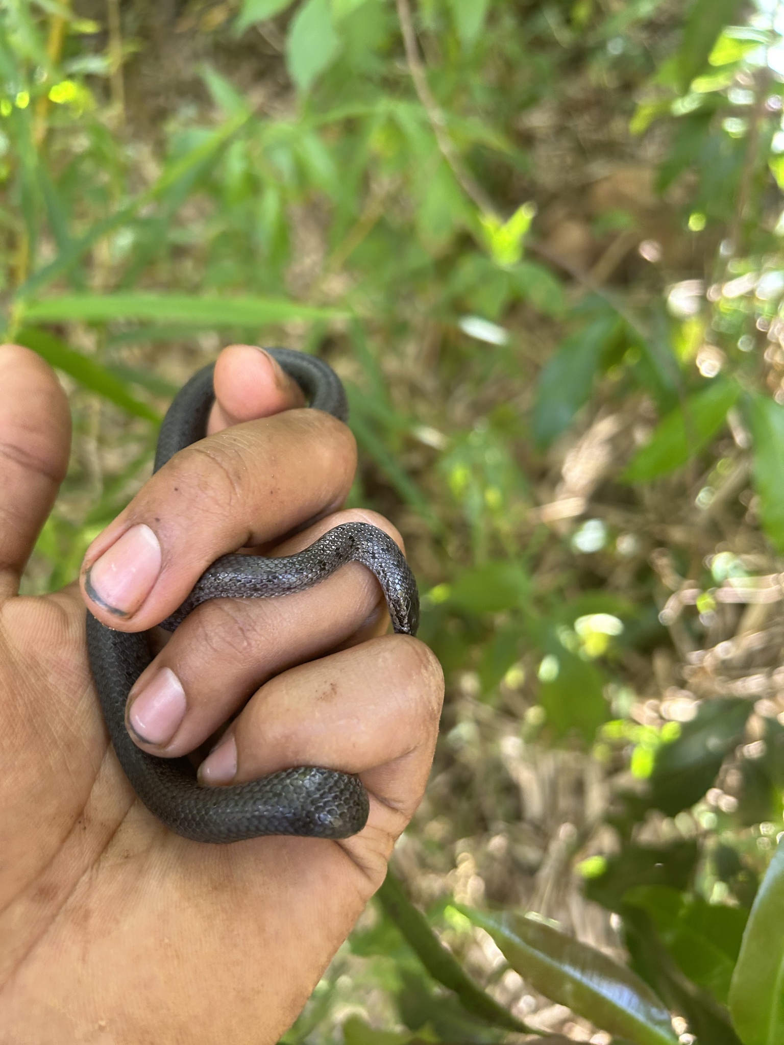 Ornate Wolf Snake photo 3