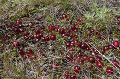 Coprosma atropurpurea