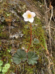 Begonia veitchii
