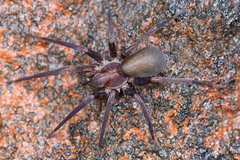 Socalchemmis miramar