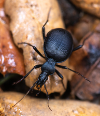 Scaphinotus punctatus