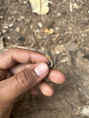 Sparse-scaled Forest Lizard