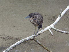 Nyctanassa violacea pauper