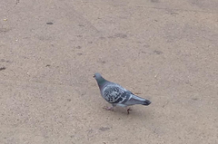 Columba livia domestica