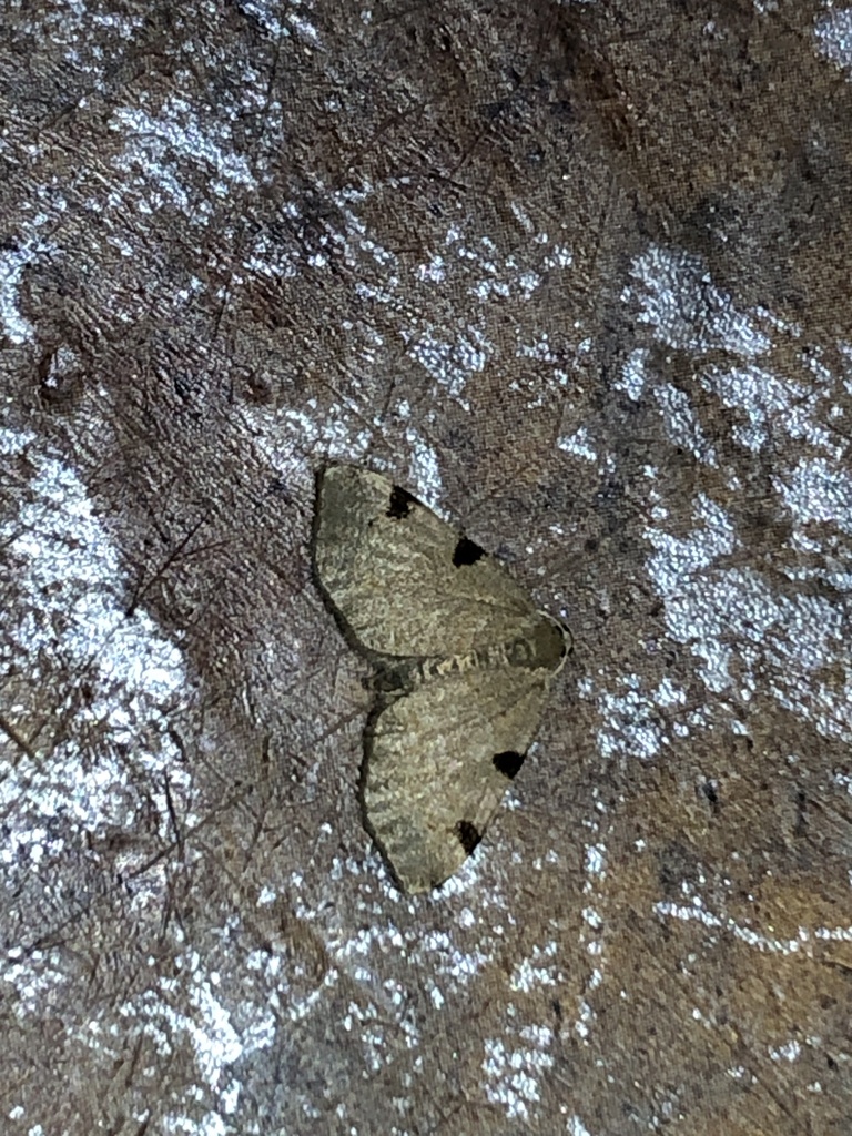 Three-spotted Fillip from Ch Ste-Anne, Champlain, ON, CA on July 12 ...