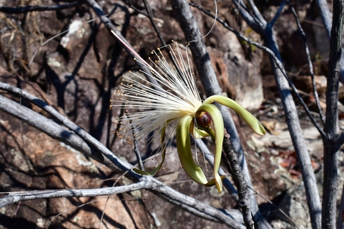 Pseudobombax campestre (Mart. & Zucc.) A.Robyns