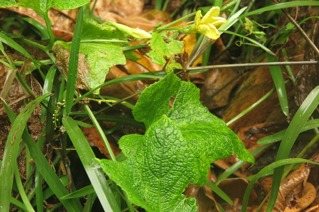 Peponium sublitorale