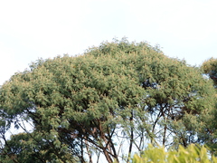 Mimosa scabrella