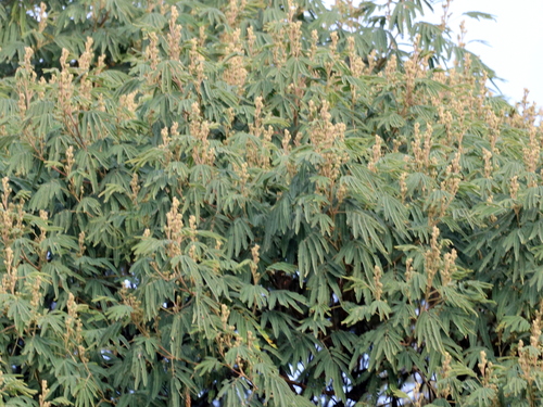 Mimosa scabrella, photograph 1