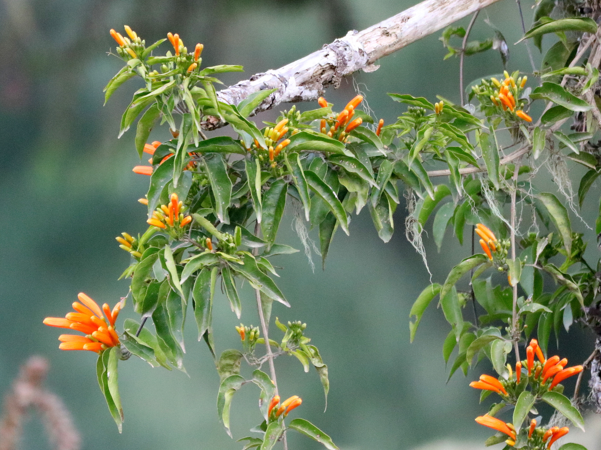Pyrostegia venusta