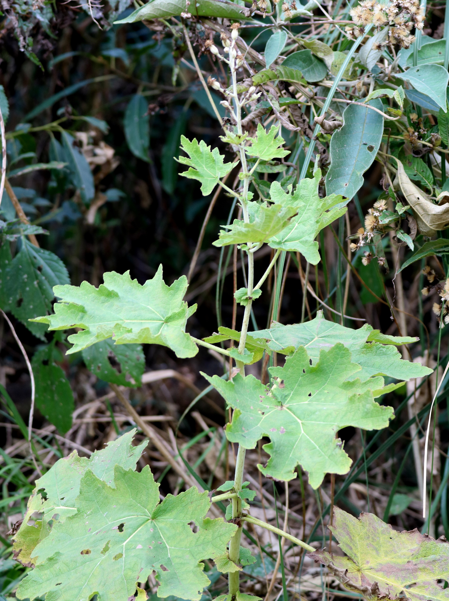 Jungia sellowii