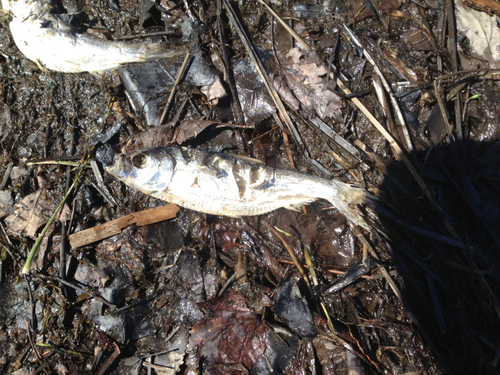 Alosa pseudoharengus