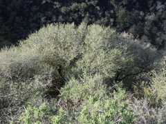 Ceanothus megacarpus megacarpus