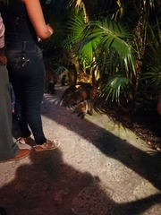 Nasua narica yucatanica