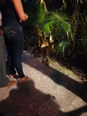 Nasua narica yucatanica