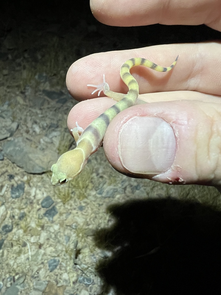 Western Banded Gecko from Old Spanish Trail Hwy, Shoshone, CA, US on ...