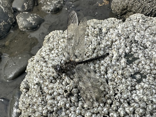 Zigzag Darner photo 5