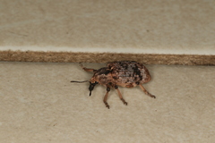 Rhinaria convexirostris