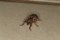 Rhinaria convexirostris