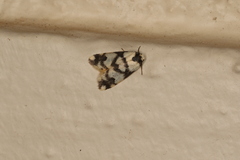 Thallarcha trissomochla