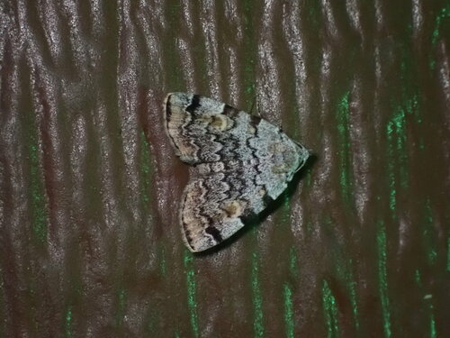 American Idia Moth photo 6