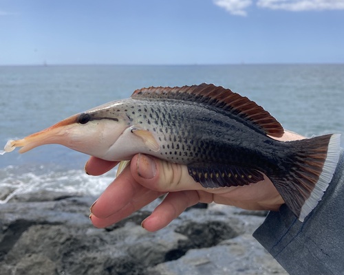 Bird wrasse (Gomphosus varius) — Labridae