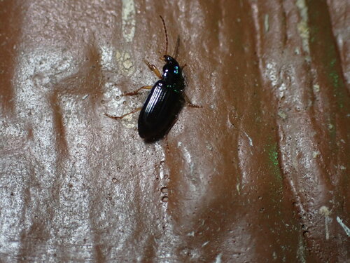 Selenophorus hylacis