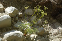 Anisotome filifolia