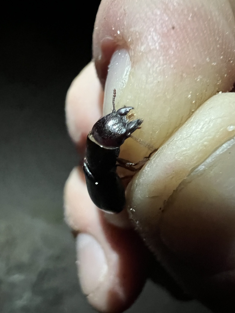 Temnoscheila edentata