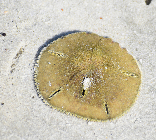Five-slotted Sand Dollar, Camden County, GA, USA, photo 8 of 10