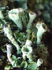 Cladonia asahinae