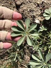 Lupinus arizonicus