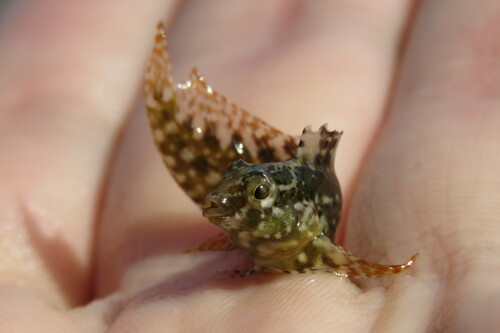 Florida blenny (Chasmodes saburrae) — Blenniidae