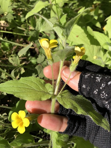 Erythranthe ptilota (Erythranthe ptilota)