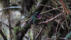 Heliangelus amethysticollis