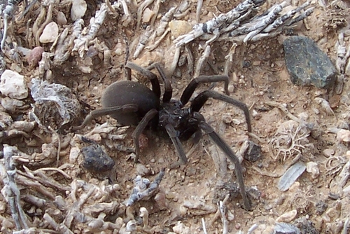 Arizona black hole spider photo 4