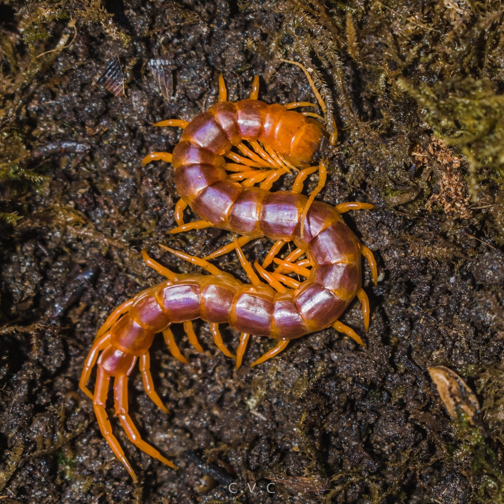 Scolopendra spinosissima from Mount Pangasugan on July 11, 2023 at 03: ...