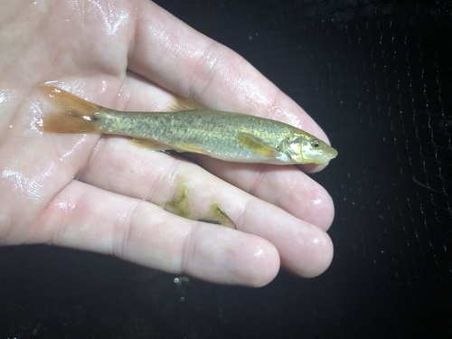 Speckled dace (Rhinichthys osculus) — Cyprinidae — 3