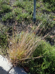 Melinis repens repens